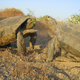 Two male desert tortoises fighting near the United States Army’s Fort Irwin Army National Training Center. Image: Joel Strong